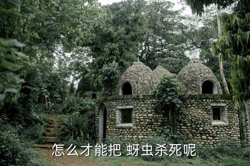 怎么才能把 蚜蟲(chóng)殺死呢