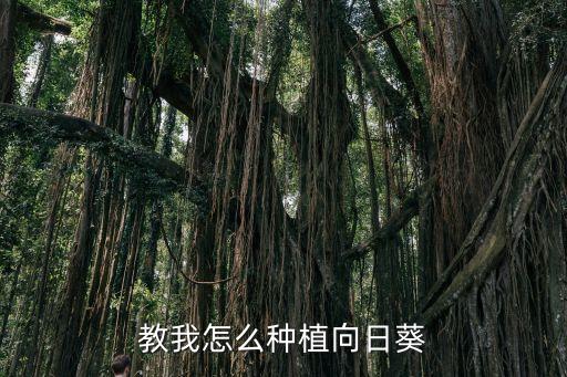 教我怎么種植向日葵