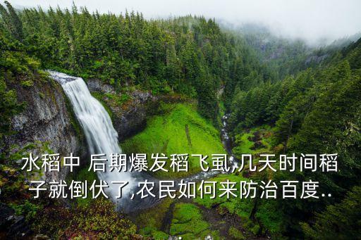 水稻中 后期爆發(fā)稻飛虱,幾天時(shí)間稻子就倒伏了,農(nóng)民如何來(lái)防治百度...