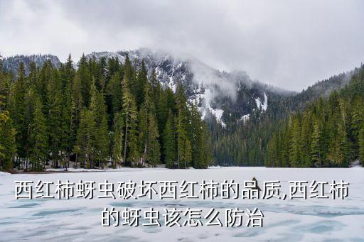 番茄打蟲農藥是什么,番茄死苗是什么原因要用什么農藥治