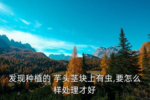 發(fā)現(xiàn)種植的 芋頭莖塊上有蟲(chóng),要怎么樣處理才好