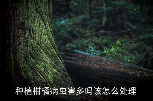 桔子果園用什么農藥,現在桔子打什么農藥