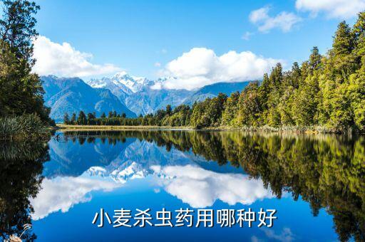 什么農藥能殺小麥,小麥紅蜘蛛用什么農藥殺 效果好