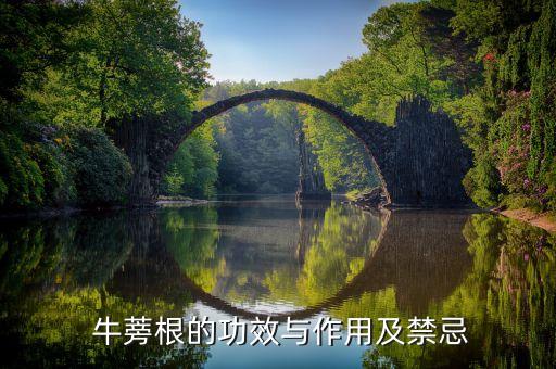  牛蒡根的功效與作用及禁忌