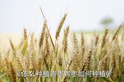 《怎么種植青棗青棗如何種植》
