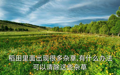  稻田里面出現很多雜草,有什么辦法可以清除這些雜草
