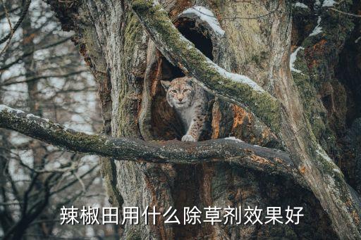  辣椒田用什么除草劑效果好
