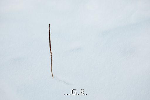 ...G.R.