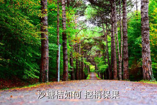 沙糖桔如何 控梢保果