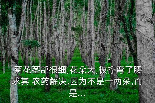菊花噴什么農藥最好聞呢,噴農藥什么時間效果最好