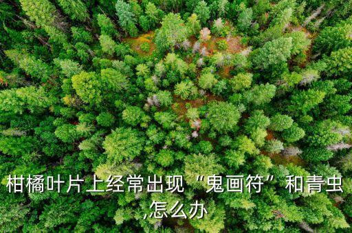 柑橘葉片上經常出現“鬼畫符”和青蟲,怎么辦