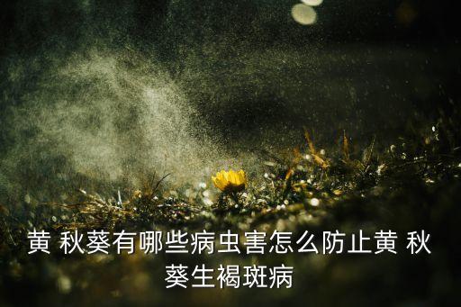 秋葵生蟲用什么農藥呢,秋葵打什么農藥