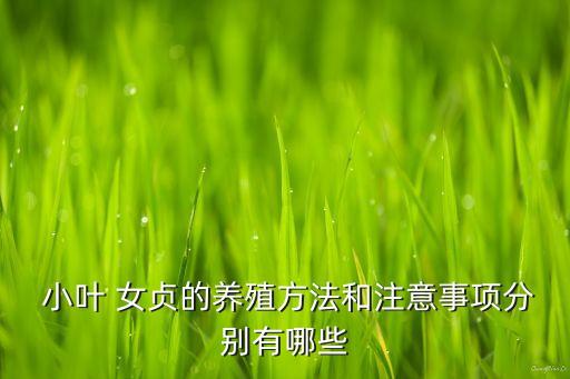 小葉女貞掉葉打什么農(nóng)藥
