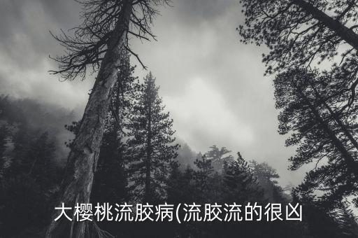 大櫻桃流膠病(流膠流的很兇