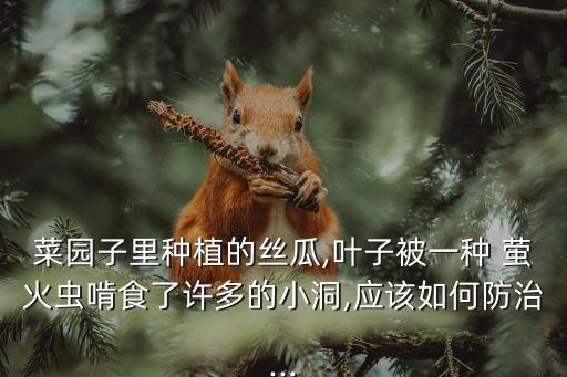 菜園子里種植的絲瓜,葉子被一種 螢火蟲啃食了許多的小洞,應該如何防治...