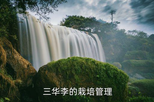  三華李的栽培管理