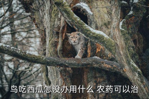 打什么農(nóng)藥鳥不啄菜,什么農(nóng)藥驅(qū)鳥效果最好