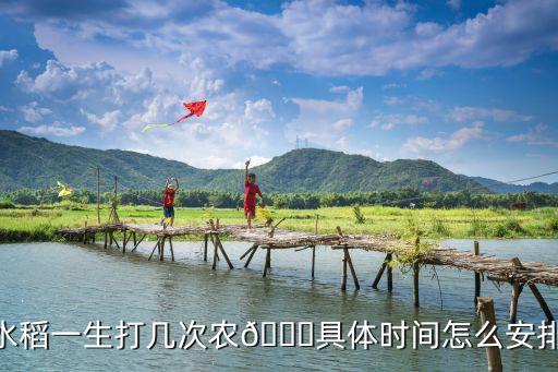 水稻一生打幾次農?具體時間怎么安排