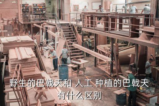 野生的巴戟天和 人工 種植的巴戟天有什么區別