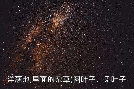 洋蔥地,里面的雜草(圓葉子、見(jiàn)葉子