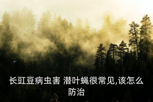 用什么農藥治療潛葉蠅,不用農藥怎樣治療潛葉蠅