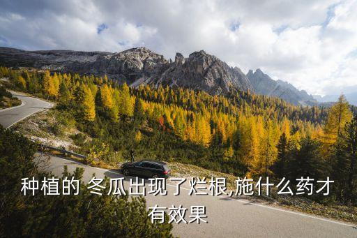 種植的 冬瓜出現(xiàn)了爛根,施什么藥才有效果
