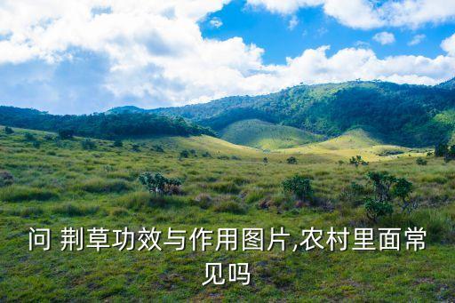 什么農藥能殺死問荊草