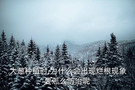  大蔥種植時,為什么會出現爛根現象要怎么防治呢
