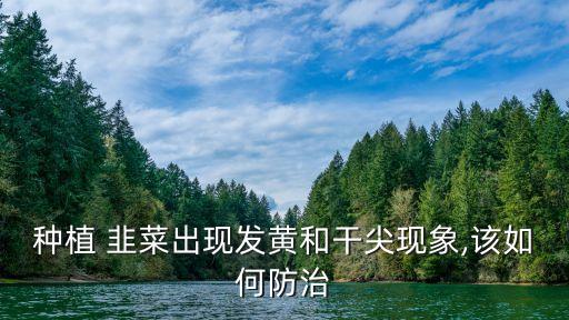 種植 韭菜出現發黃和干尖現象,該如何防治