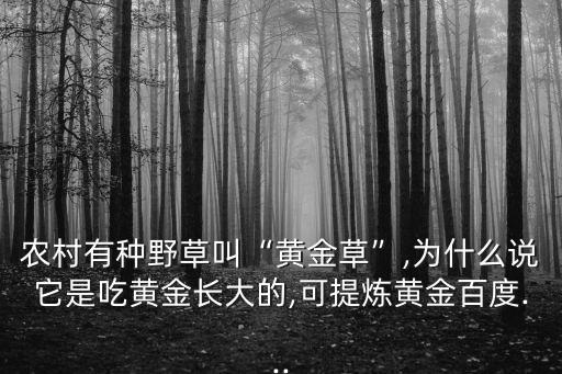 農(nóng)村有種野草叫“黃金草”,為什么說它是吃黃金長大的,可提煉黃金百度...