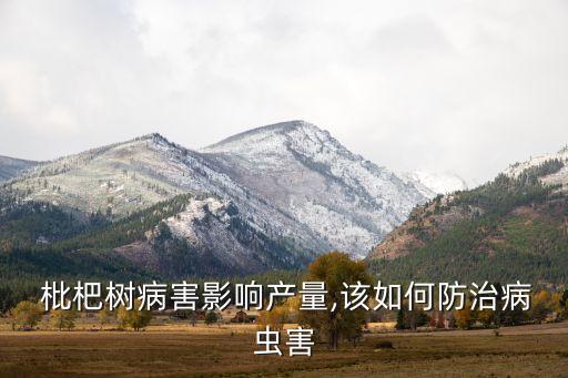  枇杷樹病害影響產量,該如何防治病蟲害