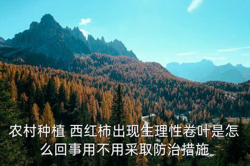 農村種植 西紅柿出現生理性卷葉是怎么回事用不用采取防治措施