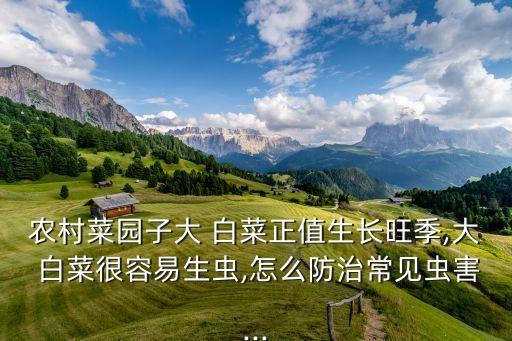 什么農(nóng)藥是打白菜返青的,白菜脫落病用什么農(nóng)藥