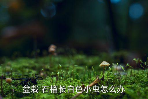 石榴打蟲用什么農藥,什么能代替農藥打蟲