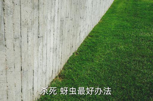 蚜蟲什么時候噴農藥最好,殺滅蚜蟲使用的農藥最好是