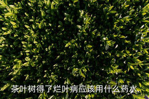 茶葉樹得了爛葉病應該用什么藥水
