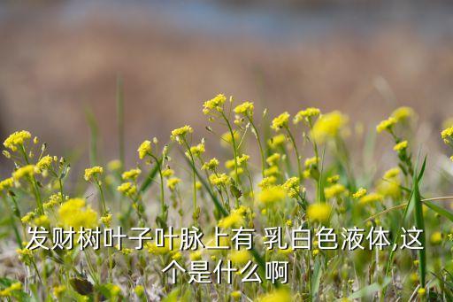 發財樹葉子葉脈上有 乳白色液體,這個是什么啊