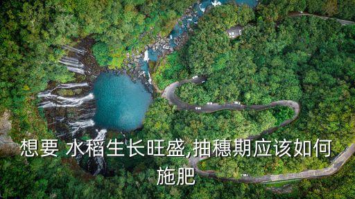 想要 水稻生長旺盛,抽穗期應(yīng)該如何施肥
