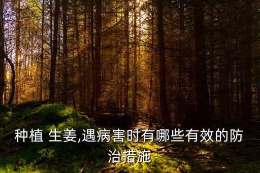 種植 生姜,遇病害時有哪些有效的防治措施