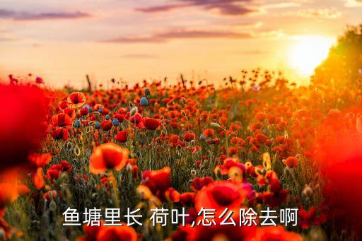什么農(nóng)藥能殺荷葉,打荷葉用什么農(nóng)藥