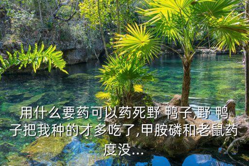 用什么要藥可以藥死野 鴨子,野 鴨子把我種的才多吃了,甲胺磷和老鼠藥度沒...