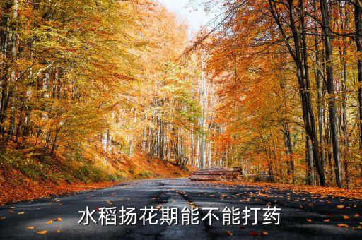 水稻揚花期能不能打藥