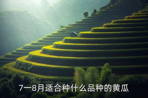 7一8月適合種什么品種的黃瓜