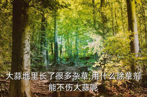 大蒜地里長了很多雜草,用什么除草劑能不傷大蒜呢