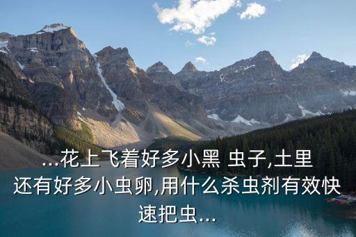 ...花上飛著好多小黑 蟲子,土里還有好多小蟲卵,用什么殺蟲劑有效快速把蟲...