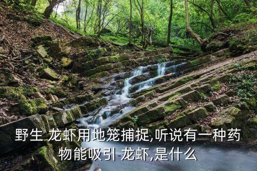 下龍蝦用什么農(nóng)藥,什么農(nóng)藥對龍蝦危害大