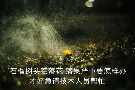  石榴樹頭茬落花 落果嚴重要怎樣辦才好急請技術人員幫忙