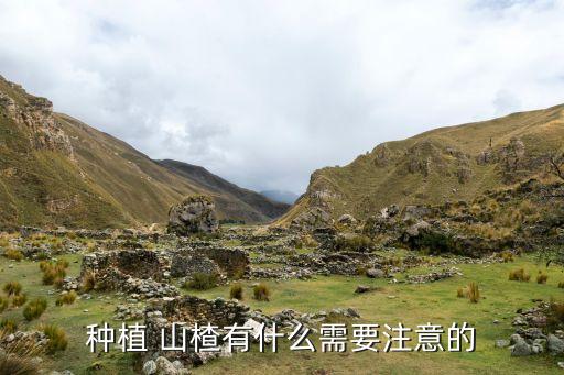 種植 山楂有什么需要注意的