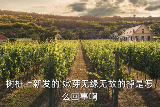 樹樁上新發(fā)的 嫩芽無緣無故的掉是怎么回事啊