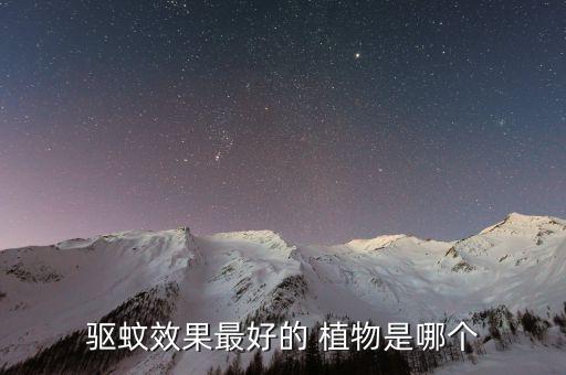 驅蚊效果最好的 植物是哪個